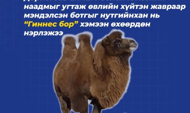 “ГИННЕС БОР” ботго Дорноговь аймаг, АЙРАГ сум.
