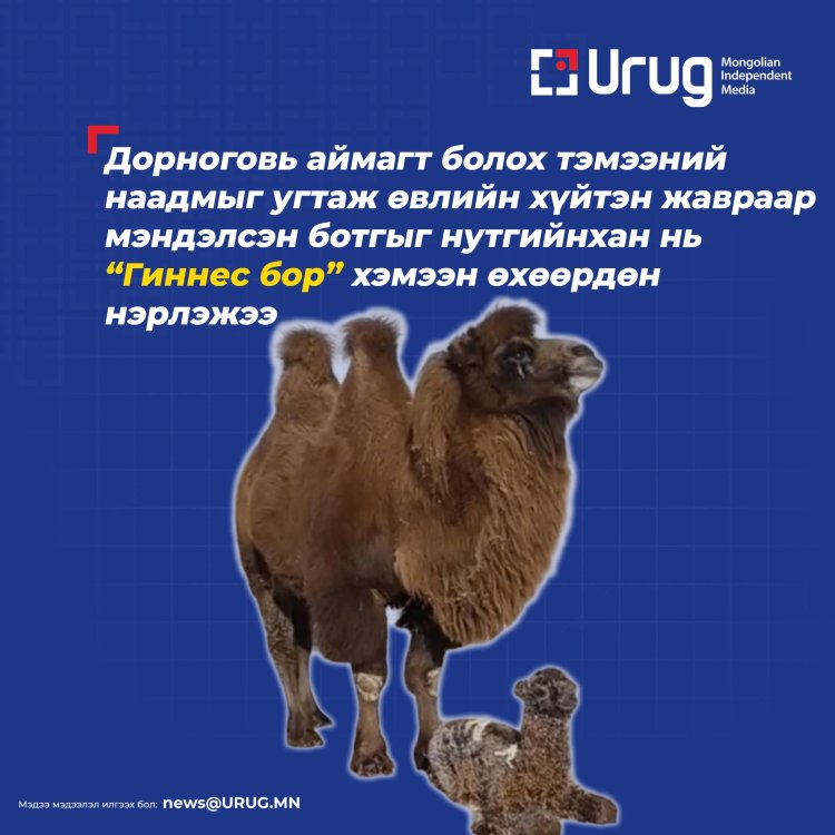 “ГИННЕС БОР” ботго Дорноговь аймаг, АЙРАГ сум.